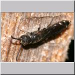 Sapyga decemguttata - Keulenwespe 01 9mm.jpg